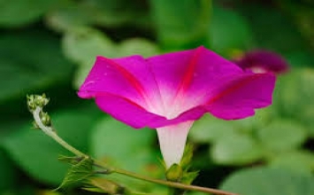 Thước gỗ tuy ngắn, nhưng có thể đo được nghìn trượng